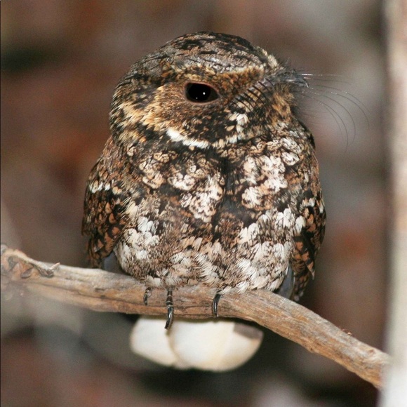 Meet your Posher, Sandra - Picture 4 of 8